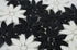 products/FLOWER_BLACK_AND_WHITE_CLOSE_UP.JPG